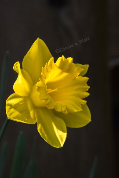 A 037