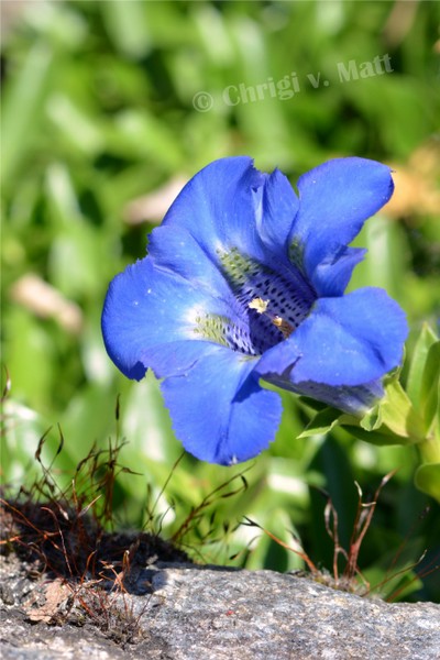 G 033