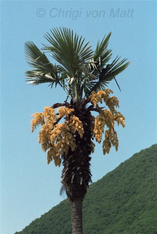 H 004