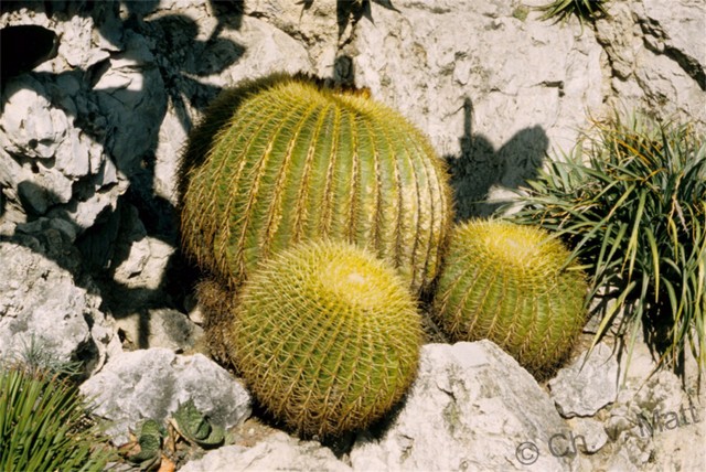 H 006