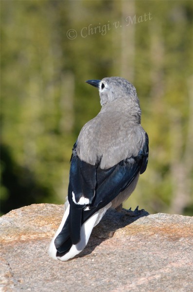 N 045