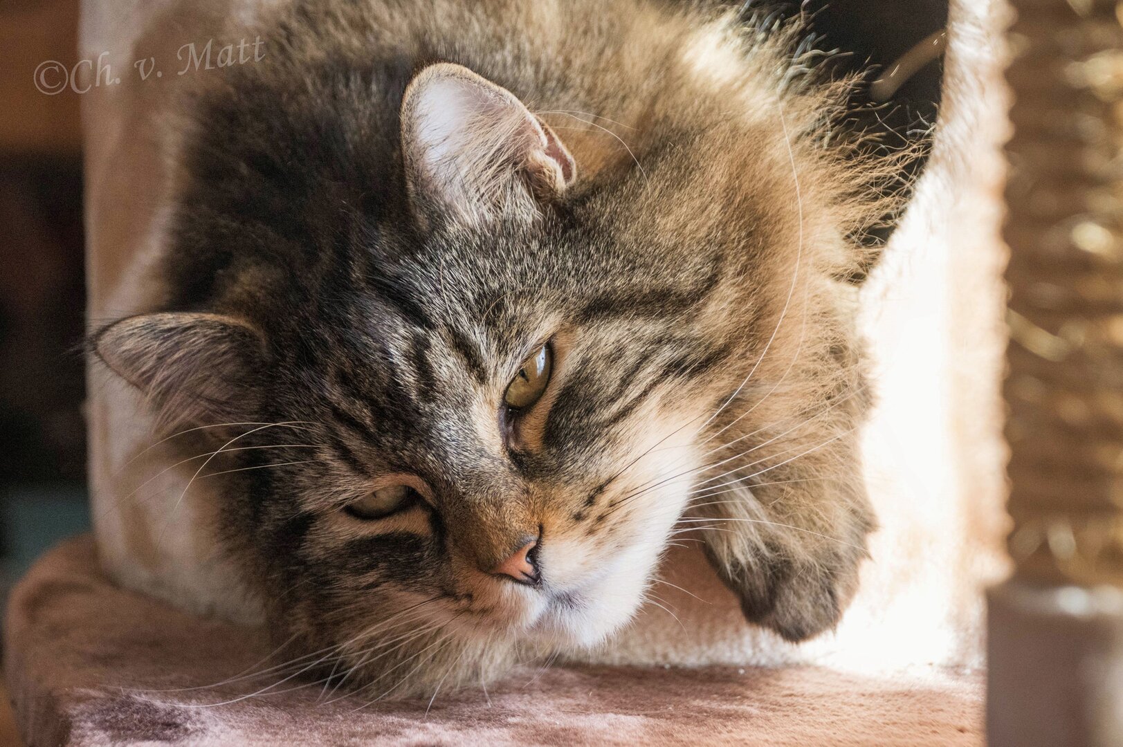 Katzen 2025