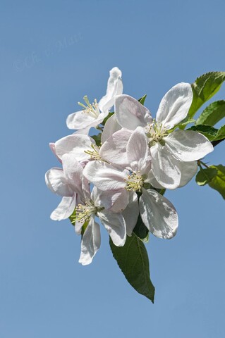 A 016