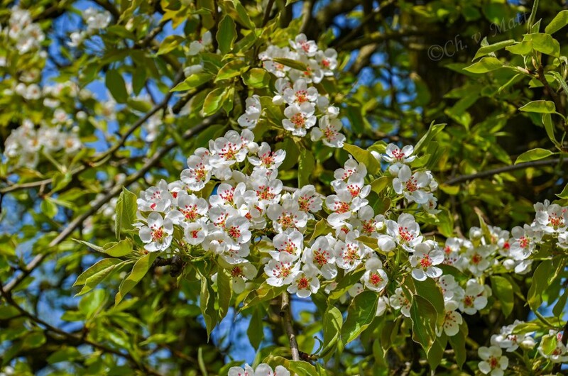 A 036