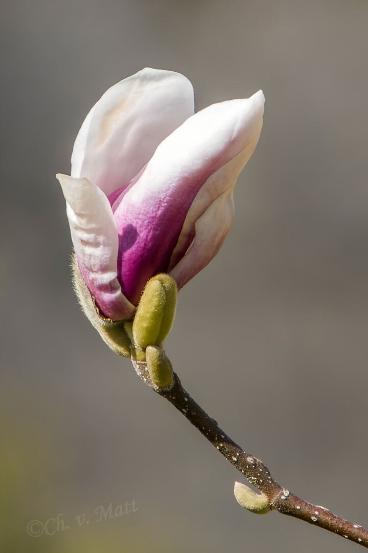 A 042