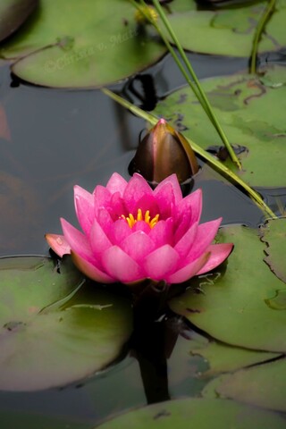 F 004