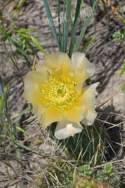 H 017