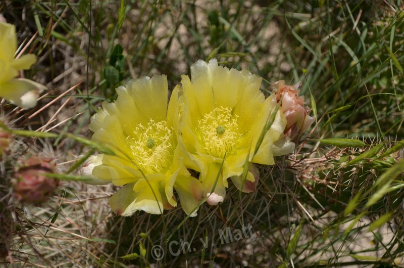 H 018