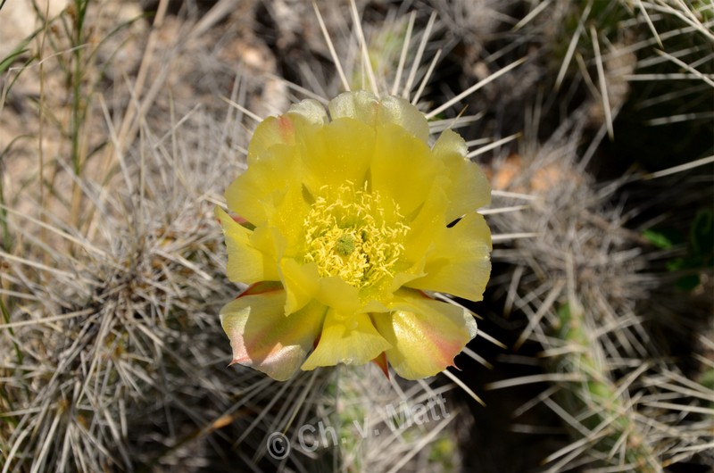 H 019