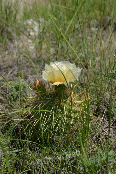 H 026