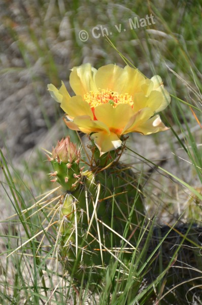 H 031